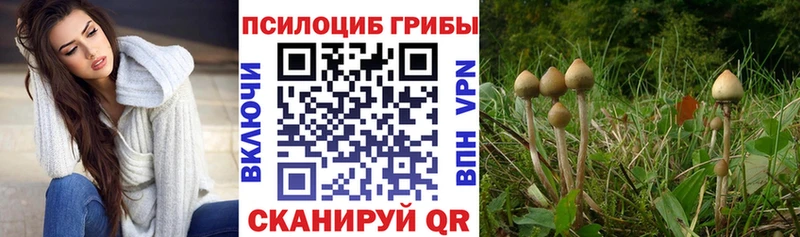 Псилоцибиновые грибы мухоморы  Купить закладки  Тутаев 